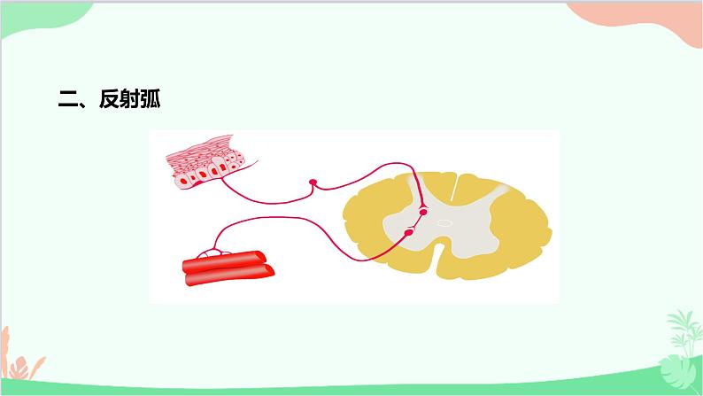 人教版生物七年级下册 第六章 第三节 神经调节的基本方式课件06