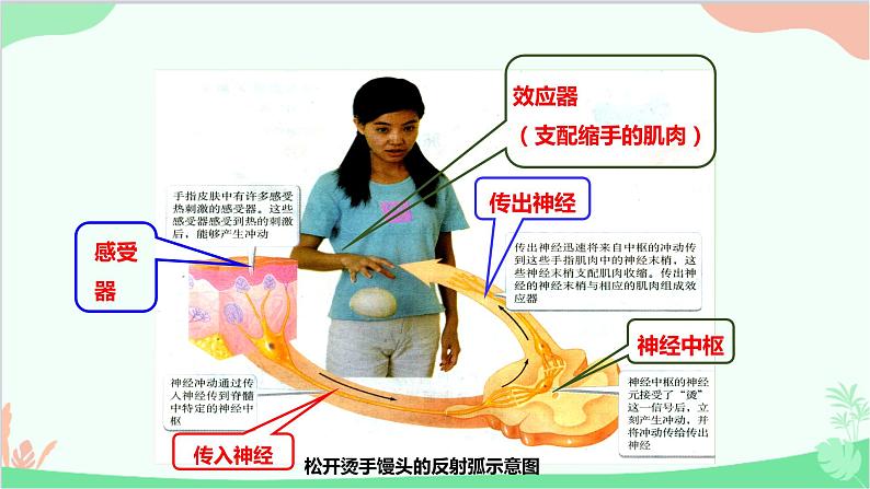 人教版生物七年级下册 第六章 第三节 神经调节的基本方式课件07