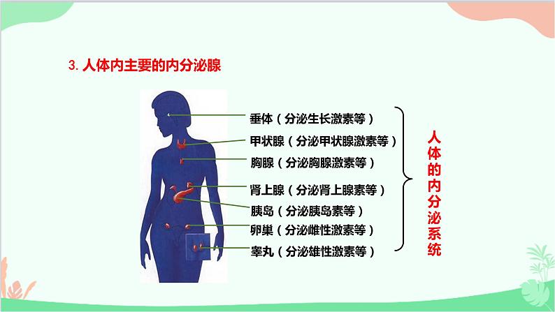 人教版生物七年级下册 第六章 第四节 激素调节课件第6页