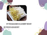冀少版生物八年级上册 3.1.1 种子萌发的过程课件