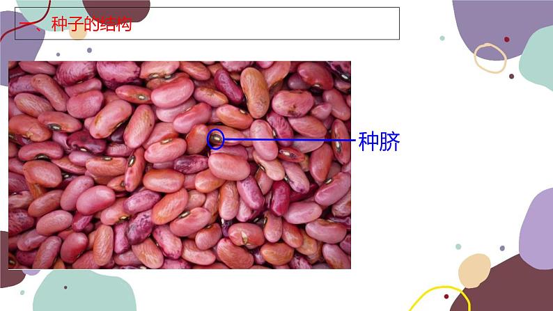 冀少版生物八年级上册 3.1.1 种子萌发的过程课件04