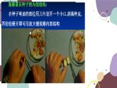 冀少版生物八年级上册 3.1.1 种子萌发的过程课件