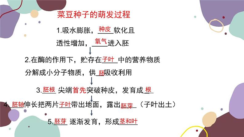 冀少版生物八年级上册 3.1.2 种子萌发的条件课件02