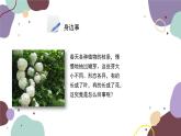 冀少版生物八年级上册 3.1.3 芽的发育课件