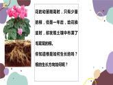 冀少版生物八年级上册 3.2.1 根的生长课件
