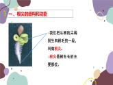 冀少版生物八年级上册 3.2.1 根的生长课件