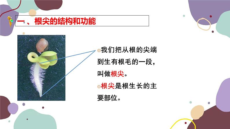 冀少版生物八年级上册 3.2.1 根的生长课件04