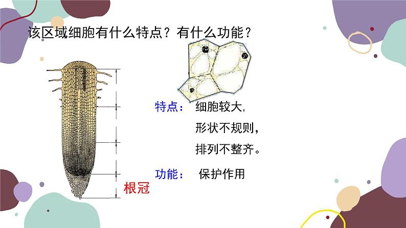 冀少版生物八年级上册 3.2.1 根的生长课件07