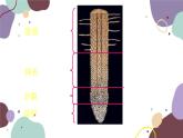冀少版生物八年级上册 3.2.2 根对水分的吸收课件
