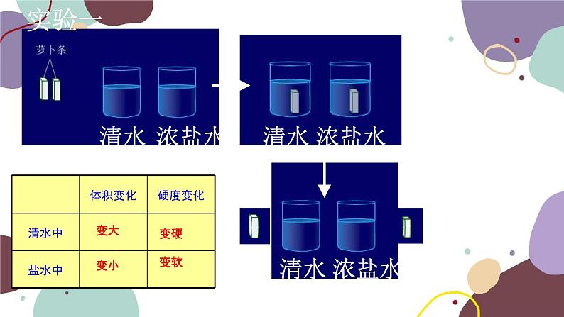 冀少版生物八年级上册 3.2.2 根对水分的吸收课件03