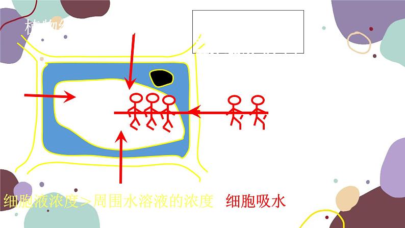 冀少版生物八年级上册 3.2.2 根对水分的吸收课件08