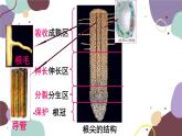 冀少版生物八年级上册 3.2.3 无机盐与植物的生长课件
