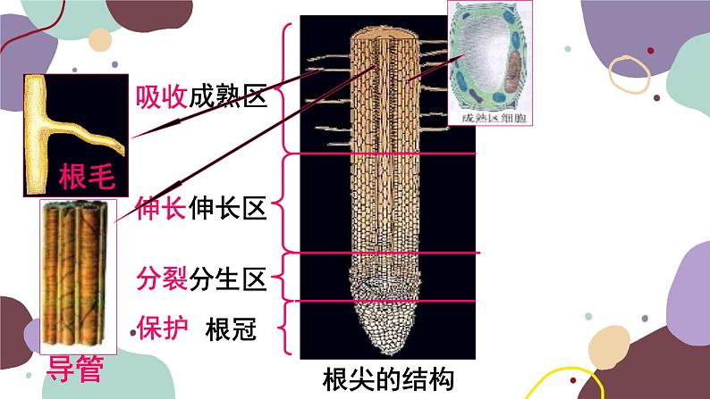 冀少版生物八年级上册 3.2.3 无机盐与植物的生长课件01