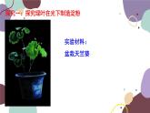 冀少版生物八年级上册 3.3.1 光合作用的产物课件