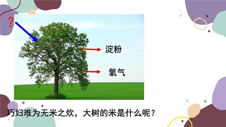 冀少版生物八年级上册 3.3.2 光合作用的原料课件03