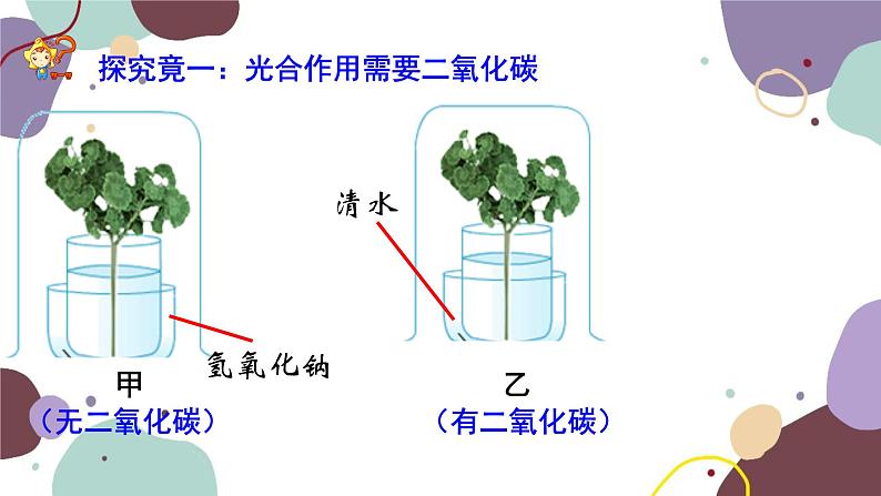 冀少版生物八年级上册 3.3.2 光合作用的原料课件06