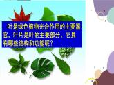 冀少版生物八年级上册 3.3.3 光合作用的场所课件