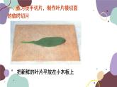 冀少版生物八年级上册 3.3.3 光合作用的场所课件