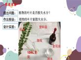 冀少版生物八年级上册 3.4.2 蒸腾作用课件