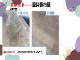 冀少版生物八年级上册 3.4.2 蒸腾作用课件