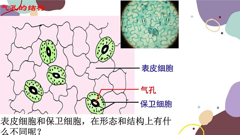 冀少版生物八年级上册 3.4.2 蒸腾作用课件08