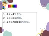 冀少版生物八年级上册 5.1.1 细菌课件