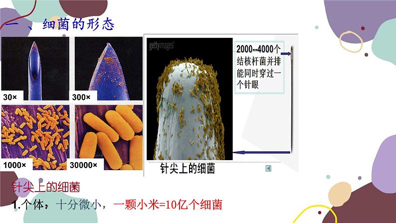 冀少版生物八年级上册 5.1.1 细菌课件03