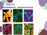 冀少版生物八年级上册 5.1.1 细菌课件