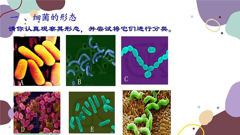 冀少版生物八年级上册 5.1.1 细菌课件04