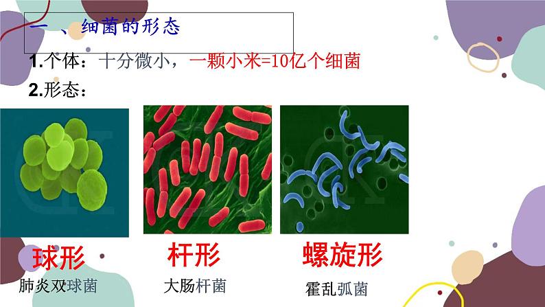 冀少版生物八年级上册 5.1.1 细菌课件05