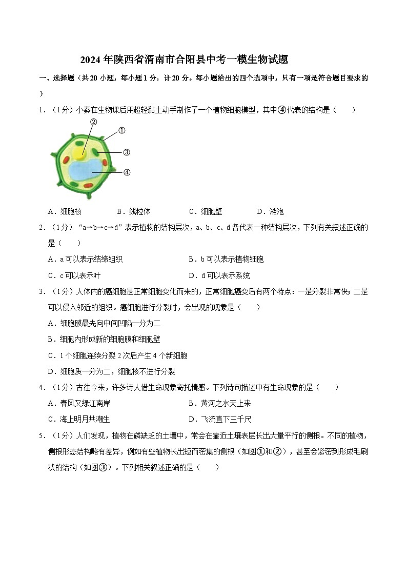 2024年陕西省渭南市合阳县中考一模生物试题01