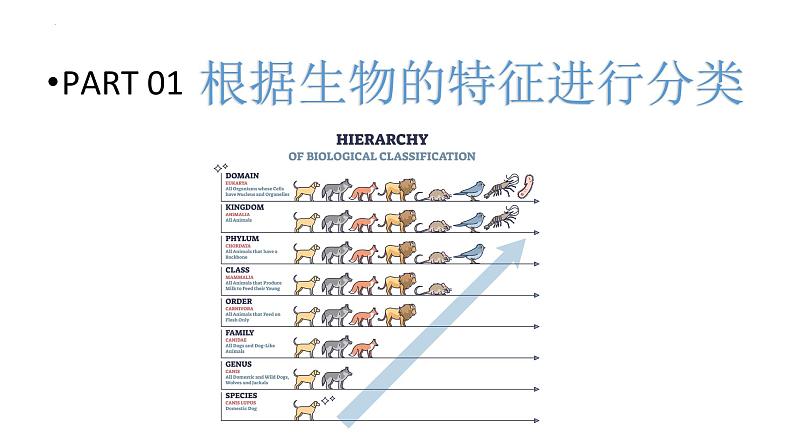 04 八年级上册6 生物的多样性及其保护（考点串讲课件）（人教版）05