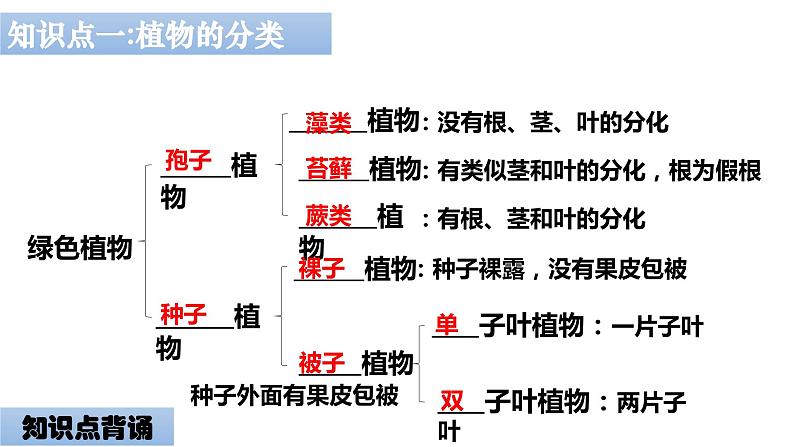 04 八年级上册6 生物的多样性及其保护（考点串讲课件）（人教版）06