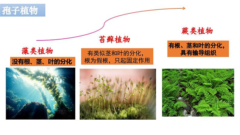 04 八年级上册6 生物的多样性及其保护（考点串讲课件）（人教版）07