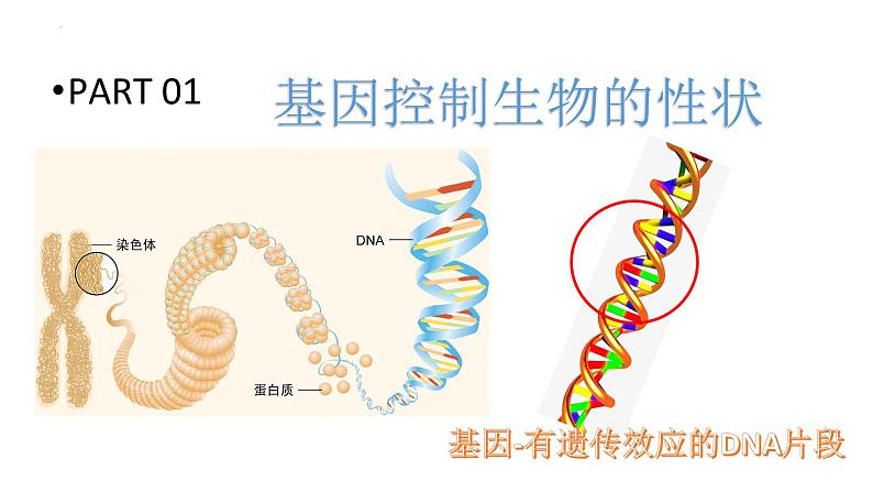 06 八年级下册7.2 生物的遗传和变异（考点串讲课件）-2023-2024学年八年级生物上学期期末考点大串讲（人教版）05