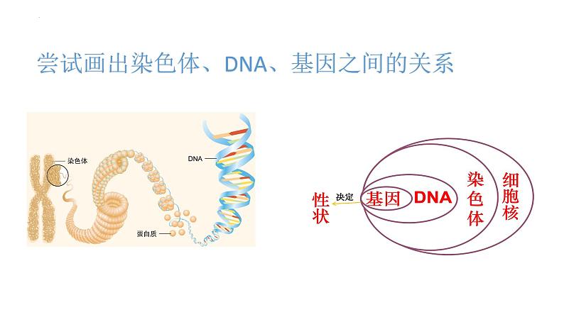 06 八年级下册7.2 生物的遗传和变异（考点串讲课件）-2023-2024学年八年级生物上学期期末考点大串讲（人教版）07