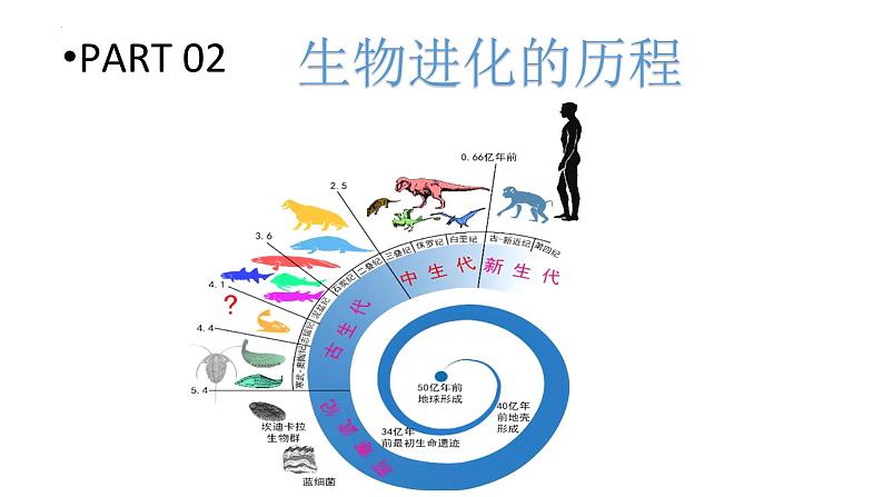 07 八年级下册7.3 生命起源和生物进化（考点串讲课件）-2023-2024学年八年级生物上学期期末考点大串讲（人教版）08