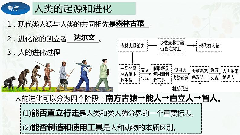 第一章 人的由来（复习课件）-2023-2024学年七年级生物下学期期末考点大串讲（人教版）03