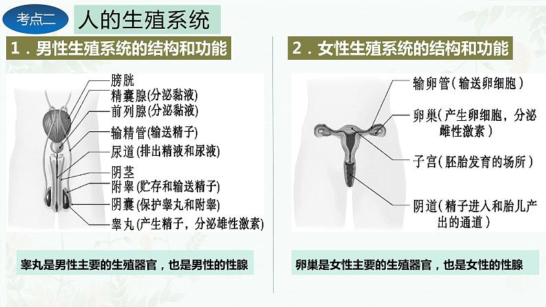 第一章 人的由来（复习课件）-2023-2024学年七年级生物下学期期末考点大串讲（人教版）05