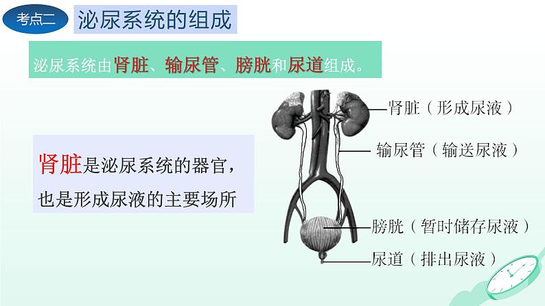 第5章 人体内废物的排出（复习课件）-2023-2024学年七年级生物下学期期末考点大串讲（人教版）04