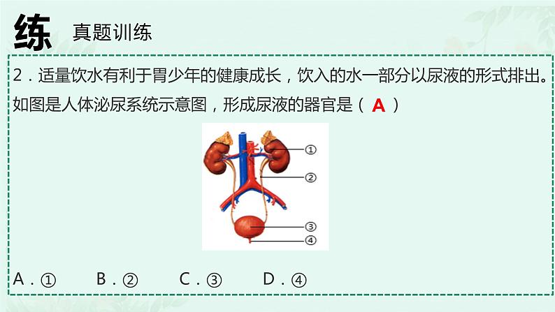 第5章 人体内废物的排出（复习课件）-2023-2024学年七年级生物下学期期末考点大串讲（人教版）06