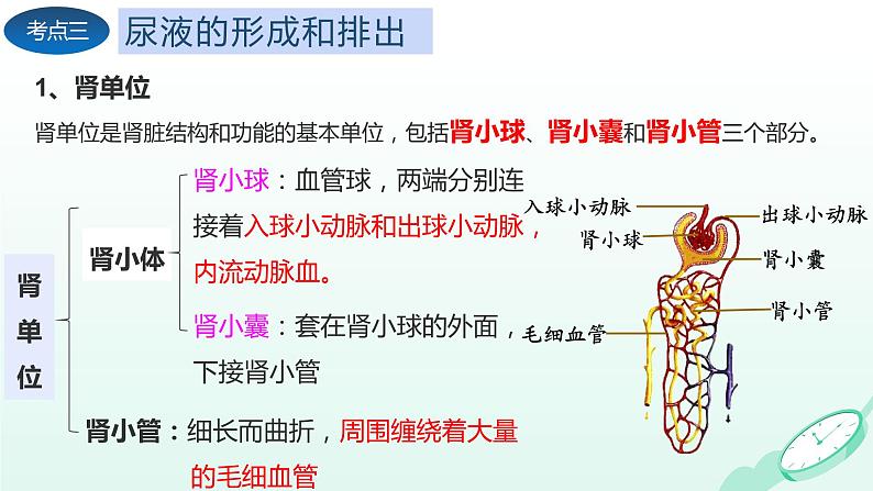 第5章 人体内废物的排出（复习课件）-2023-2024学年七年级生物下学期期末考点大串讲（人教版）08