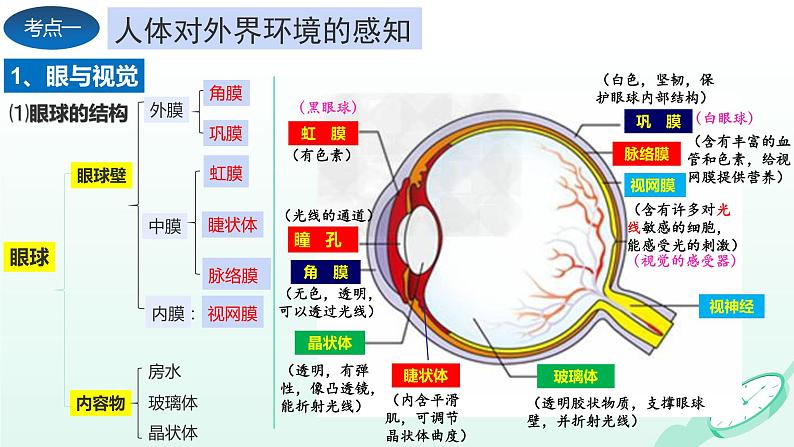 第6章 人体生命活动的调节、 第7章  人类活动对生物圈的影响（复习课件）- 2023-2024学年七年级生物下学期期末考点大串讲（人教版）03