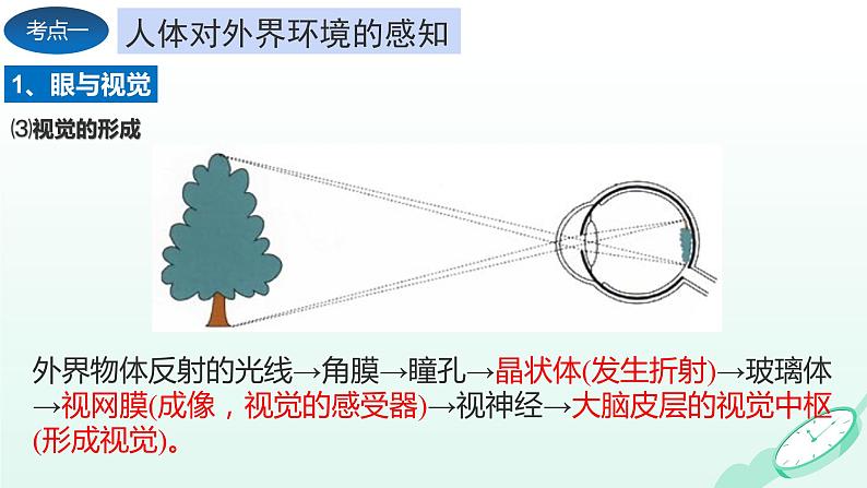 第6章 人体生命活动的调节、 第7章  人类活动对生物圈的影响（复习课件）- 2023-2024学年七年级生物下学期期末考点大串讲（人教版）05