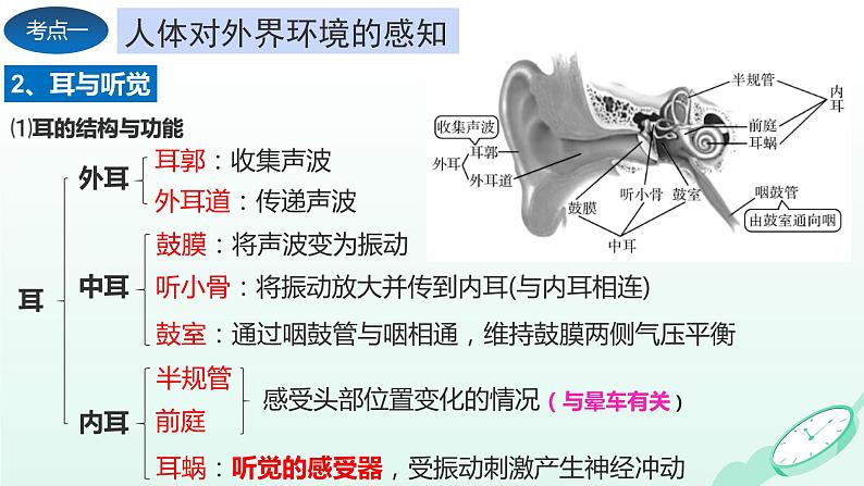 第6章 人体生命活动的调节、 第7章  人类活动对生物圈的影响（复习课件）- 2023-2024学年七年级生物下学期期末考点大串讲（人教版）07