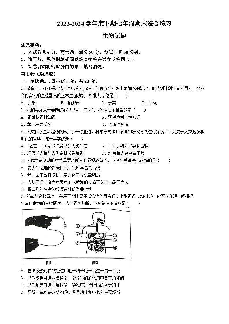 河南省信阳市淮滨县2023-2024学年七年级下学期6月期末生物试题(无答案)第1页