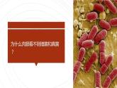 人教课标版八年级生物学（上）5.4.1 细菌和真菌的分布课件