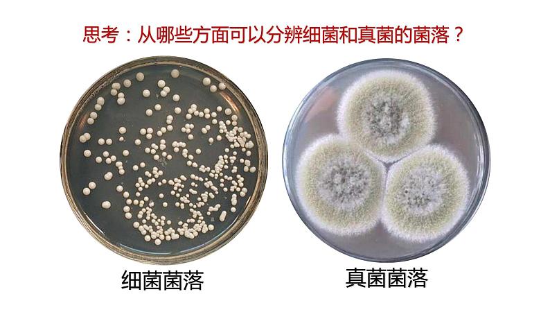 人教课标版八年级生物学（上）5.4.1 细菌和真菌的分布课件04