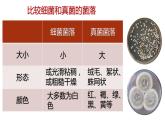 人教课标版八年级生物学（上）5.4.1 细菌和真菌的分布课件