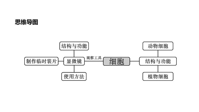 人教版中考生物教材复习课件第3讲显微镜观察细胞的结构第4页